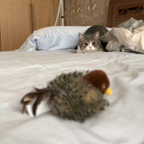 ChickChick™ - משחק מטריף לחתולים בכל גיל